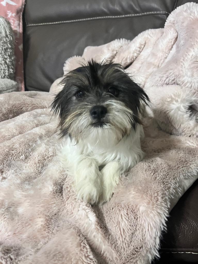 Tessa, Adopted, Adult Female Shih Tzu & Mixed Breed.