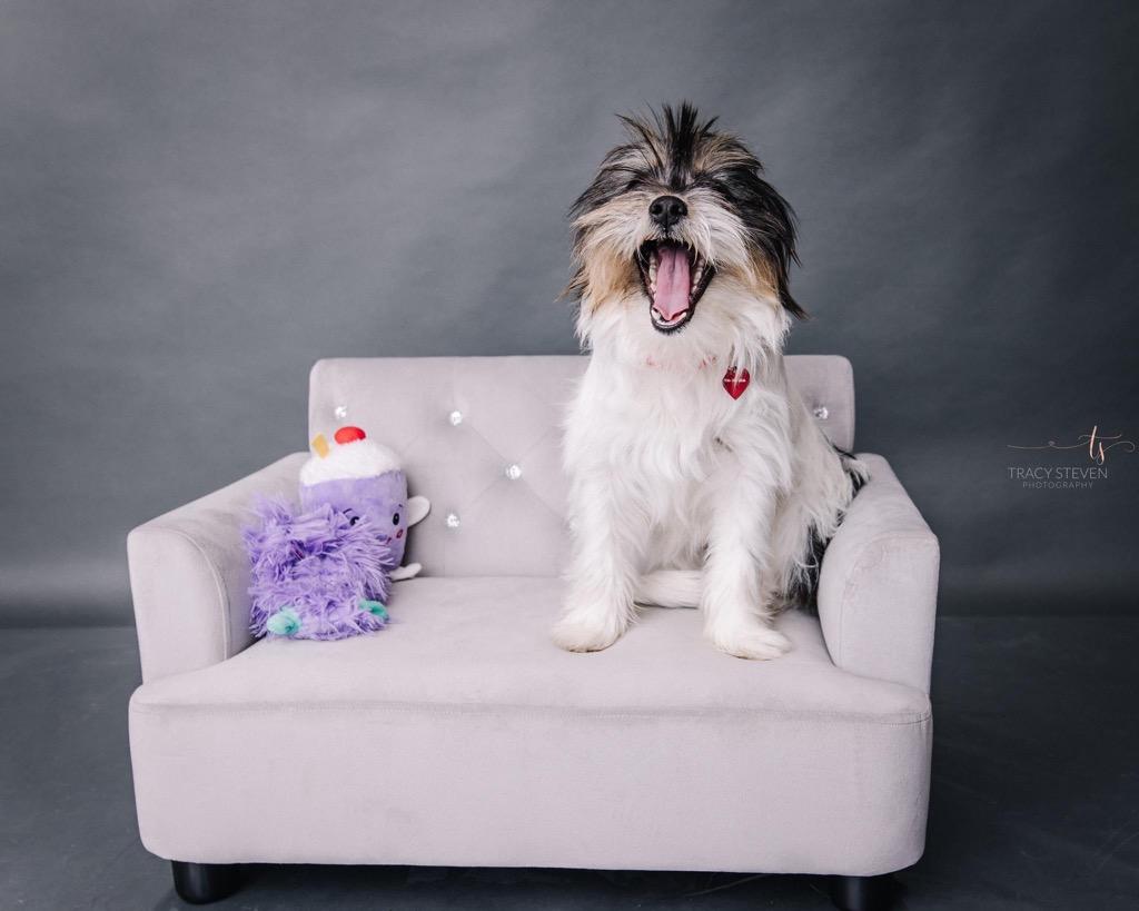 Enlarge Tessa, a Adopted mixed breed in CONROE, TX image 2/4