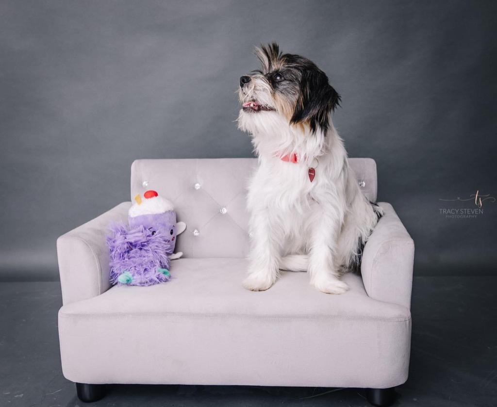 Enlarge Tessa, a Adopted mixed breed in CONROE, TX image 3/4