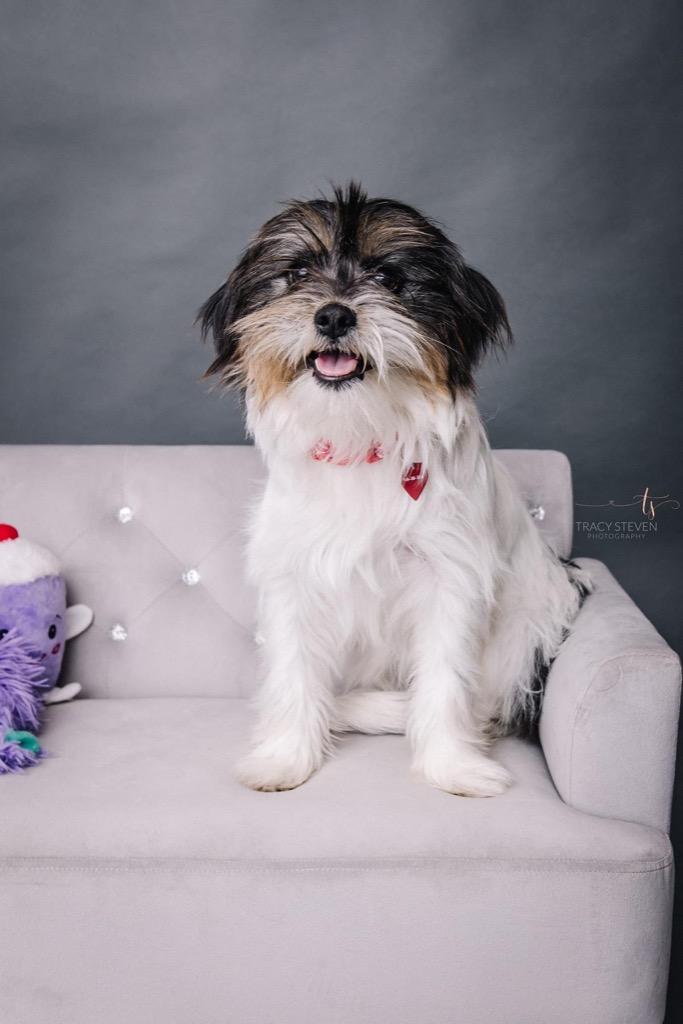 Enlarge Tessa, a Adopted mixed breed in CONROE, TX image 4/4