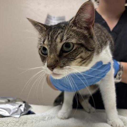 Enlarge Chiara, a Adoptable Domestic Short Hair in Tempe, AZ image 1/4