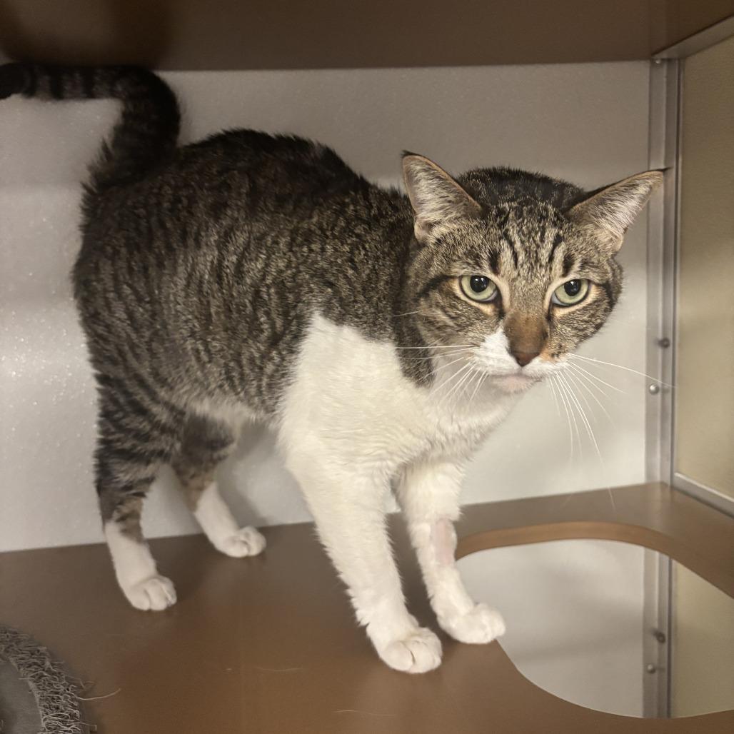 Enlarge Chiara, a Adoptable Domestic Short Hair in Tempe, AZ image 2/4