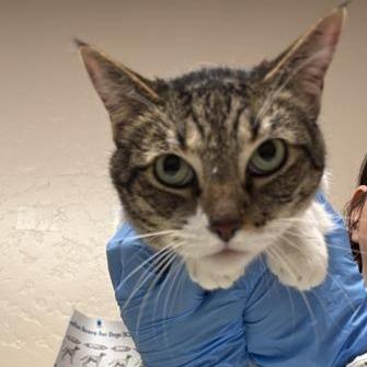 Enlarge Chiara, a Adoptable Domestic Short Hair in Tempe, AZ image 3/4