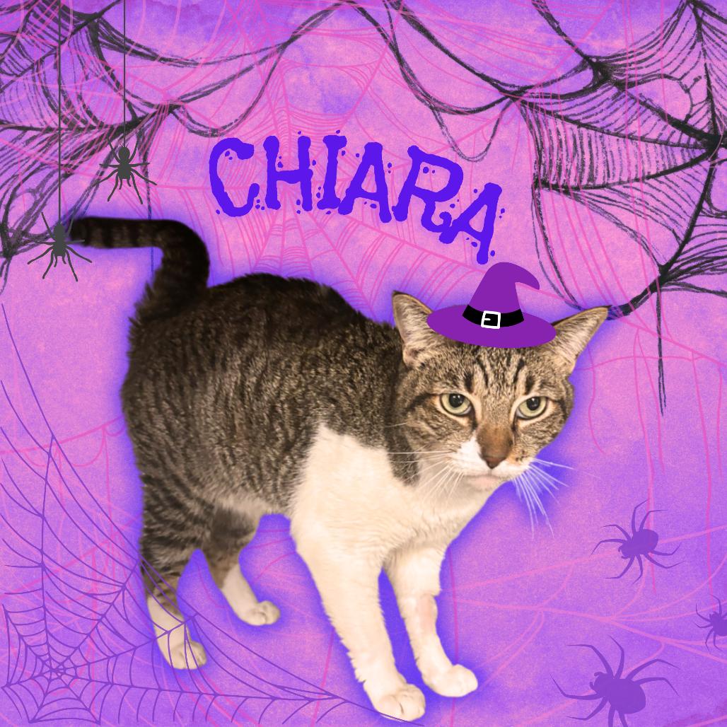 Enlarge Chiara, a Adoptable Domestic Short Hair in Tempe, AZ image 4/4