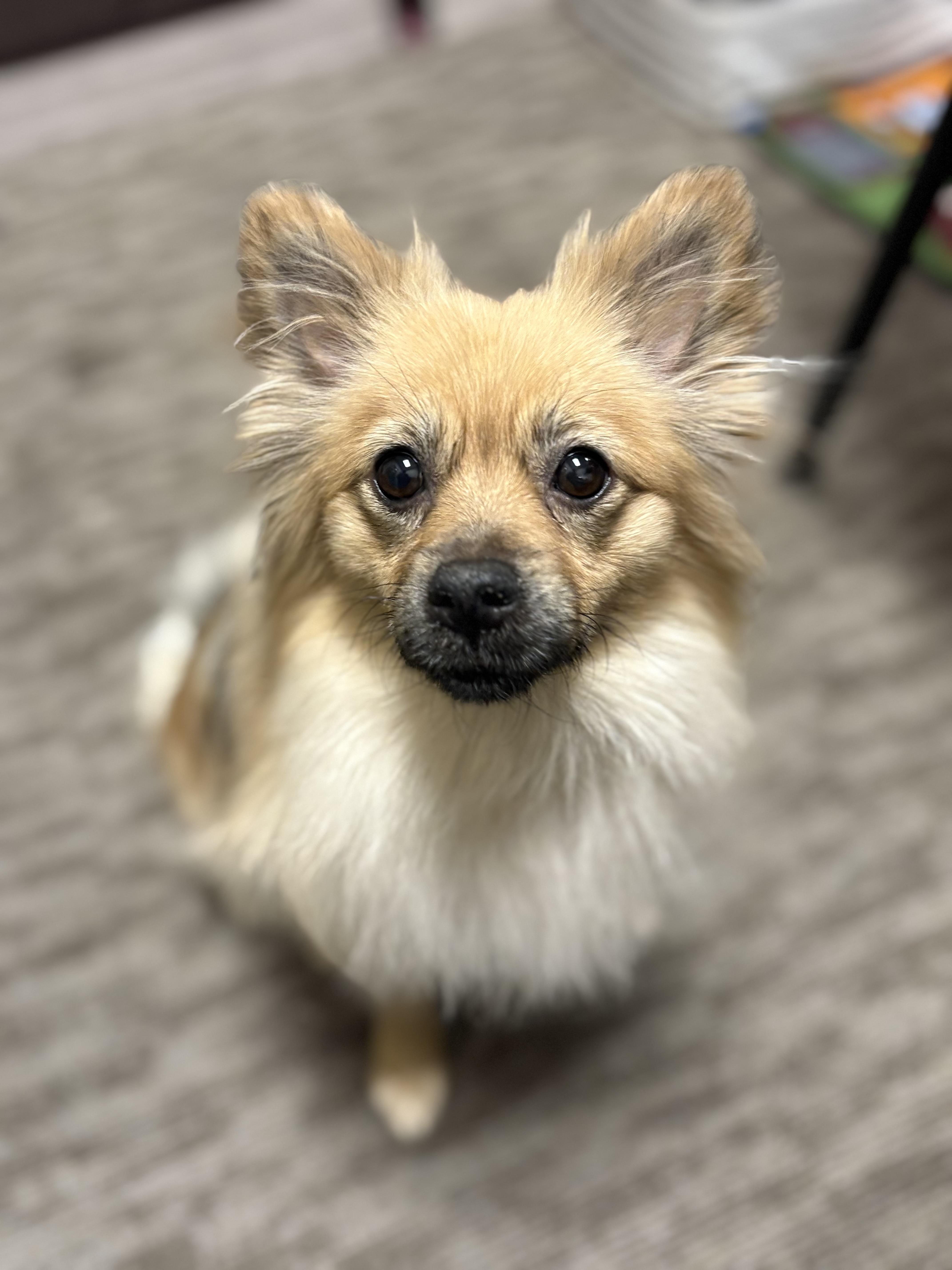 Mona, Adopted, Adult Female Pomeranian.