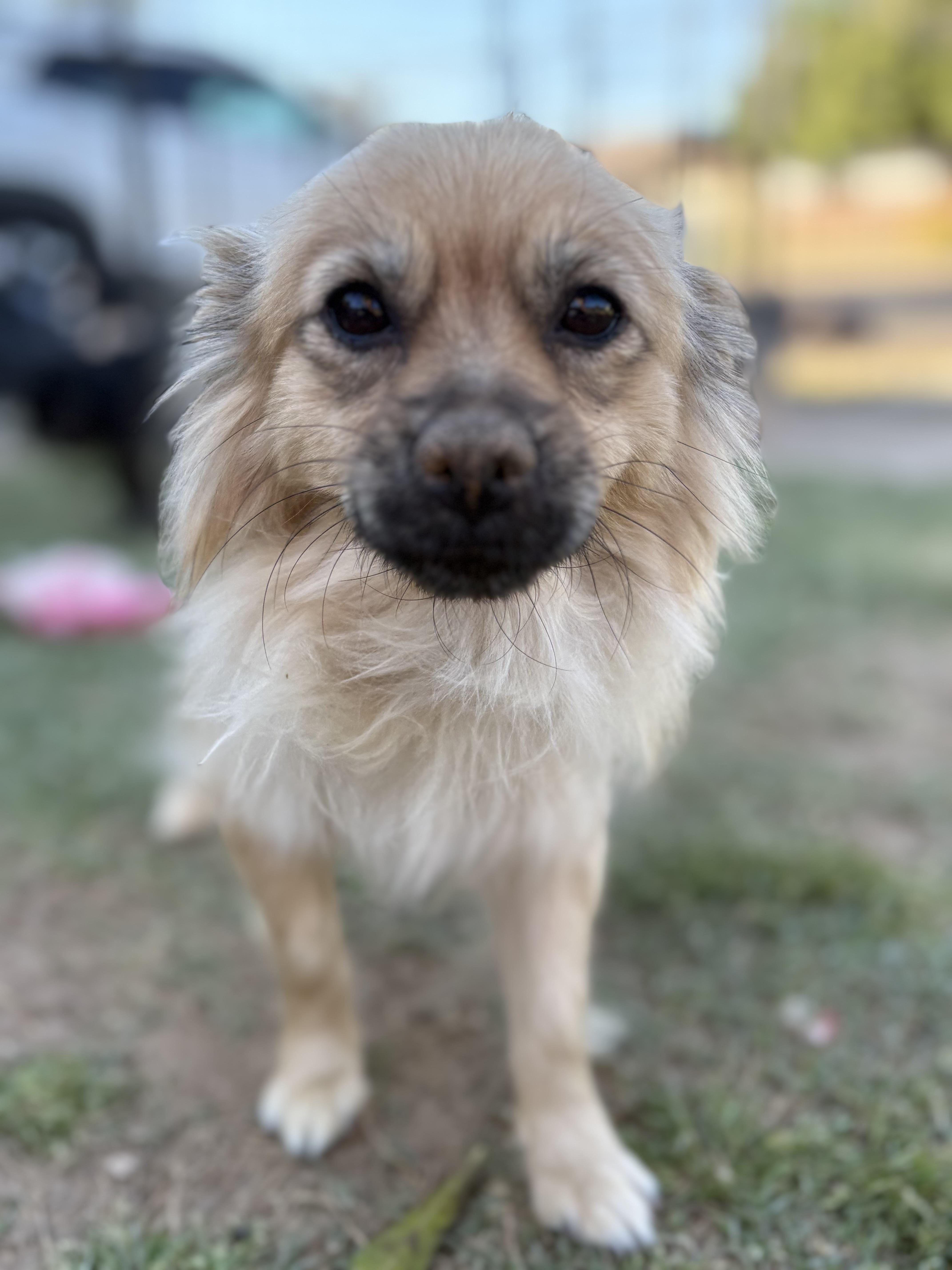 Enlarge Mona, a Adopted mixed breed in Mesa, AZ image 2/2