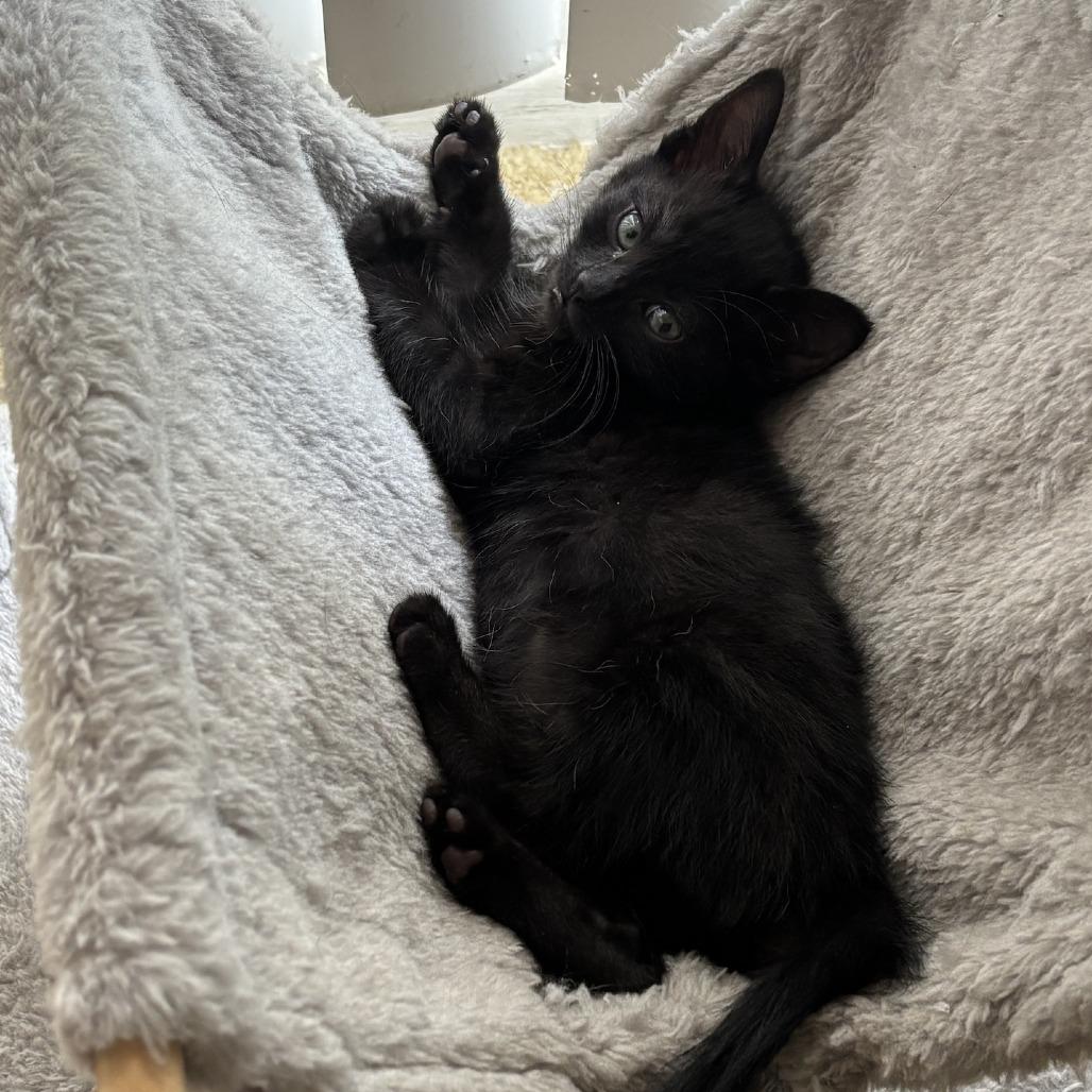 Frippet, Adoptable, Kitten Female Domestic Short Hair.