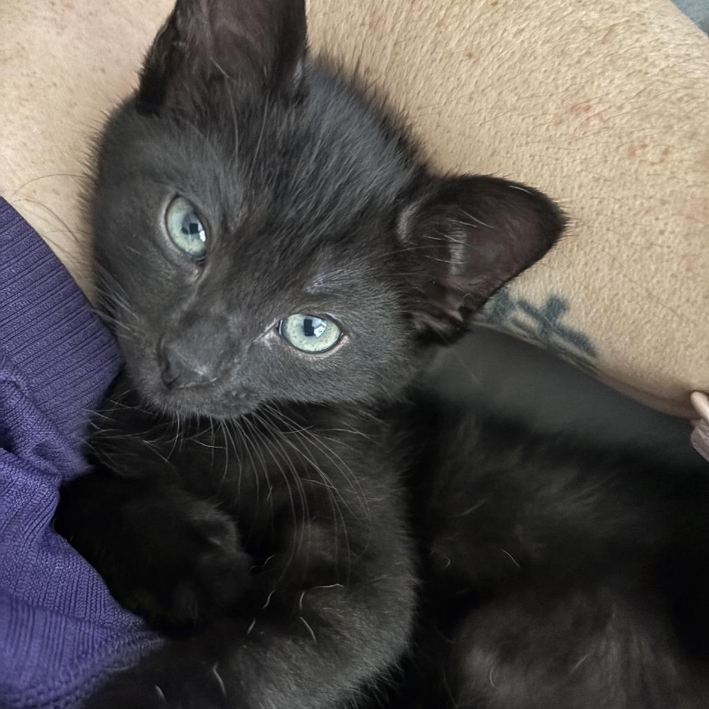 Enlarge Frippet, a Adoptable Domestic Short Hair in Los Angeles, CA image 4/5