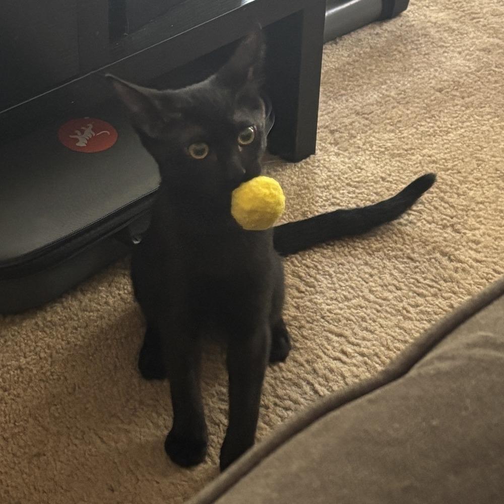 Frippet, a Adoptable Domestic Short Hair in Los Angeles, CA image 5/6