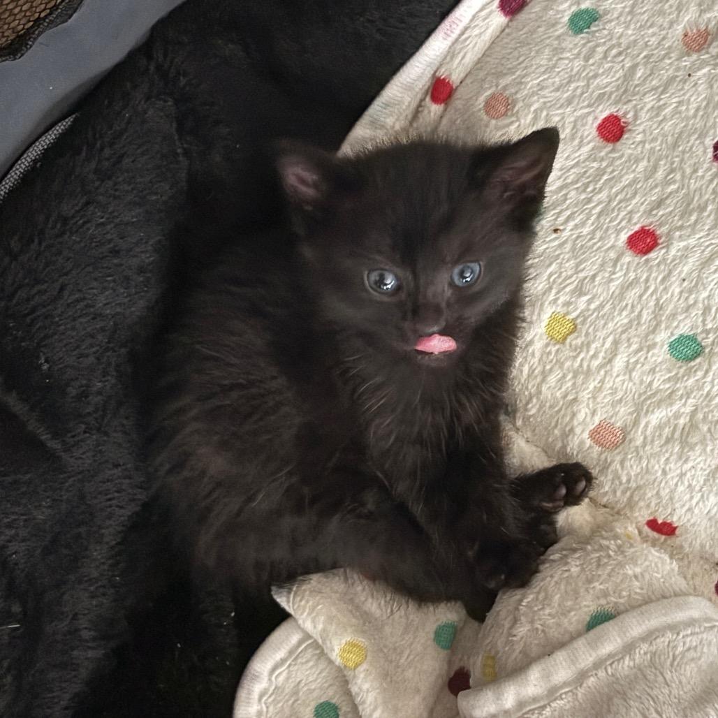 Enlarge Frippet, a Adoptable Domestic Short Hair in Los Angeles, CA image 5/5