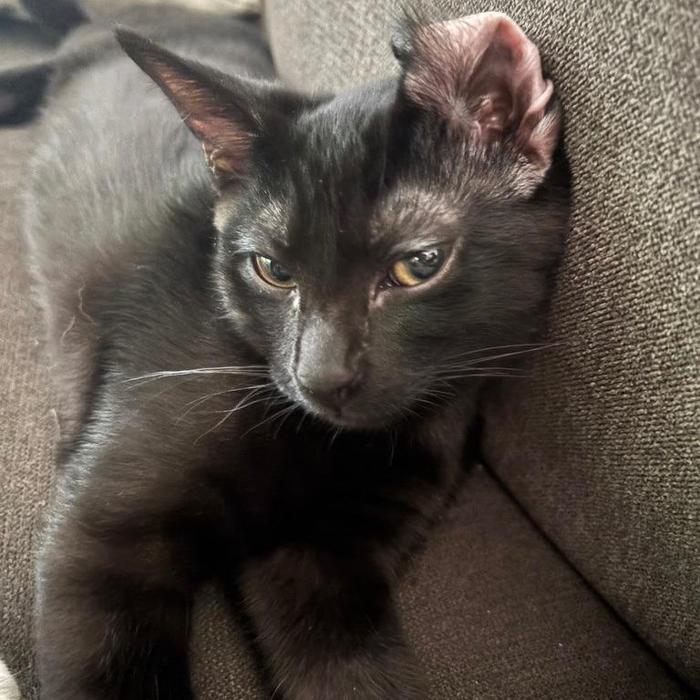 Frippet, a Adoptable Domestic Short Hair in Los Angeles, CA image 6/6