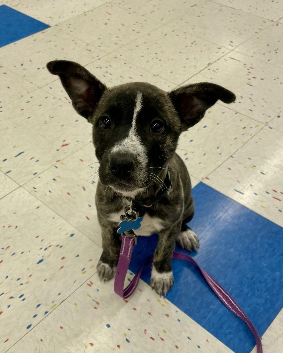 Enlarge Jessie, a Adoptable Mountain Cur in Hillside, IL image 1/3