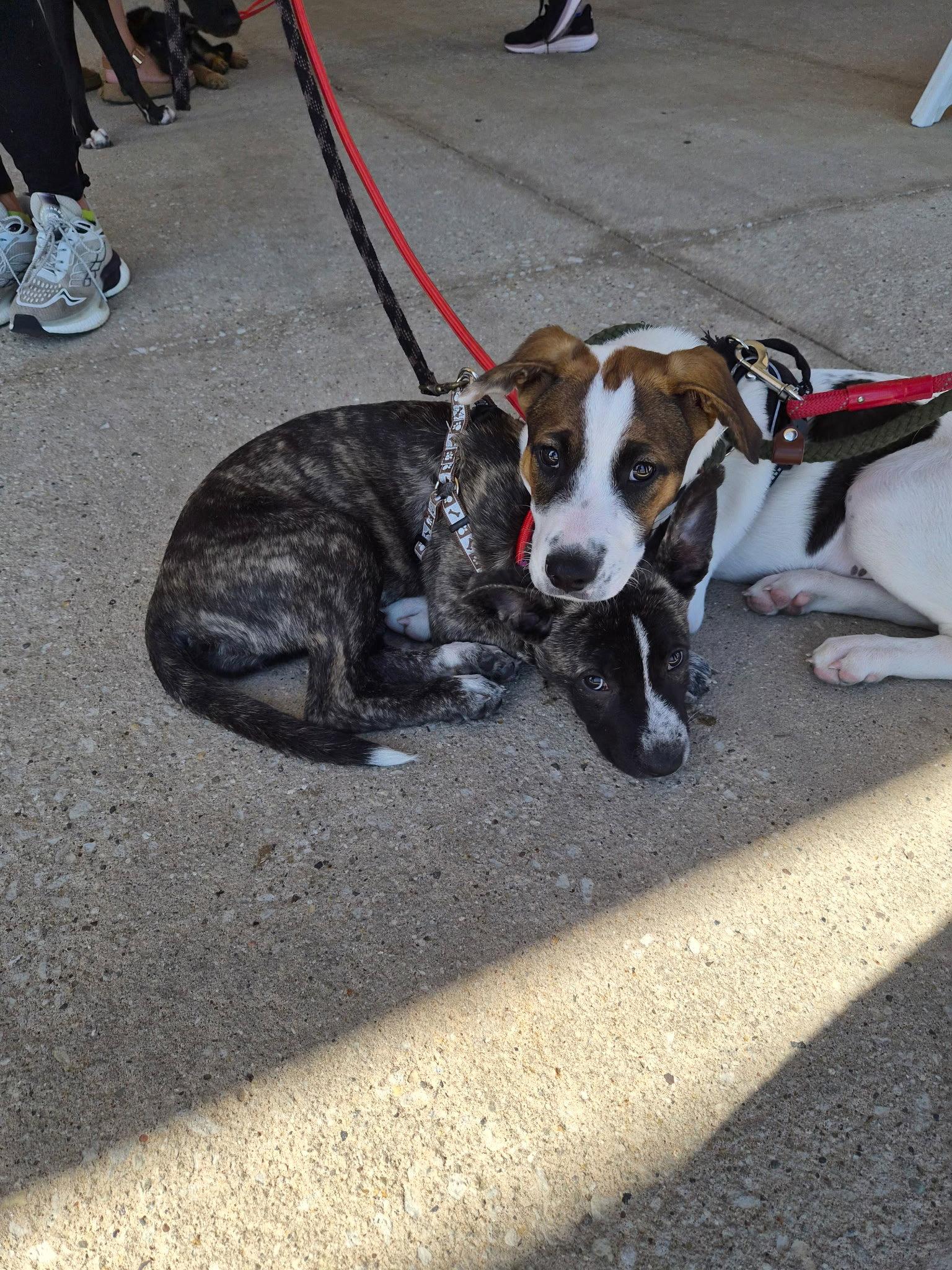 Enlarge Jessie, a Adoptable Mountain Cur in Hillside, IL image 2/3