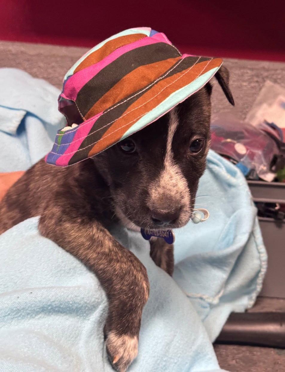Jessie, a Adoptable Mountain Cur in Hillside, IL image 1/2