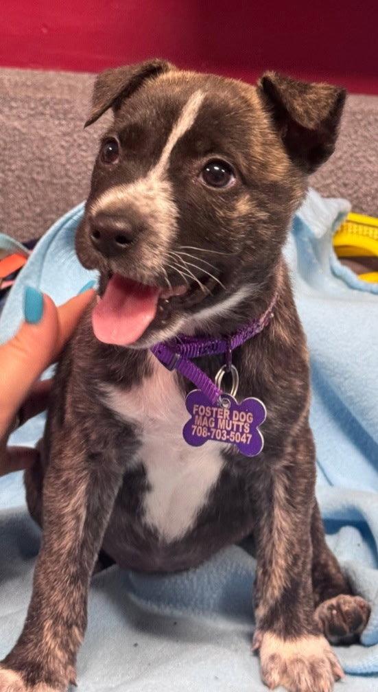 Jessie, a Adoptable Mountain Cur in Hillside, IL image 2/2