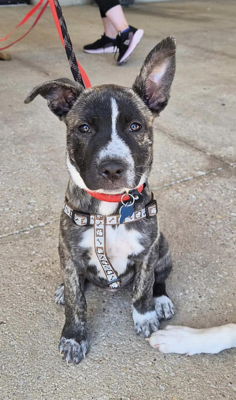 Enlarge Jessie, a Adoptable Mountain Cur in Hillside, IL image 3/3