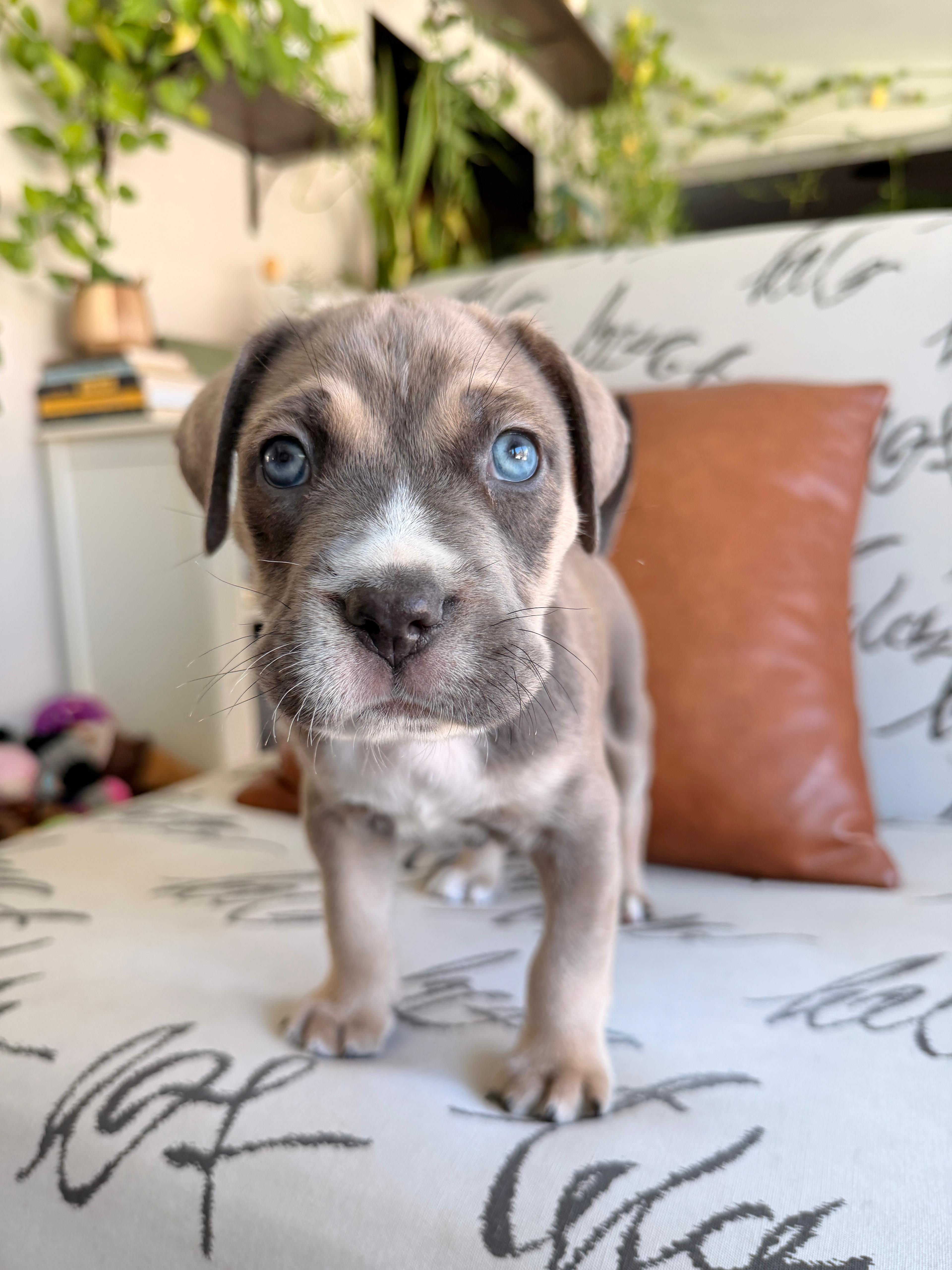 Enlarge Flynn, a Adoptable mixed breed in Melbourne , FL image 4/5