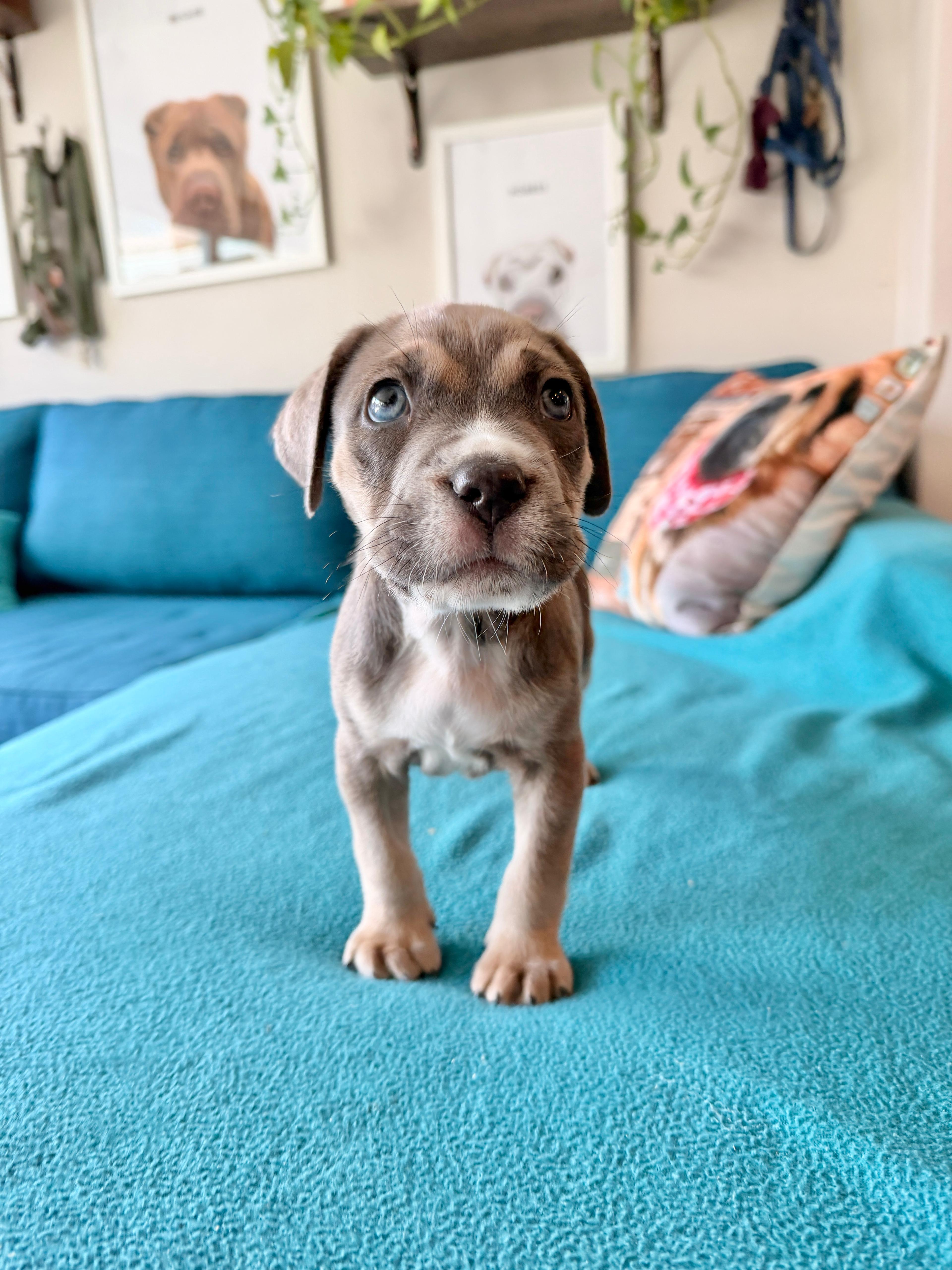 Enlarge Flynn, a Adoptable mixed breed in Melbourne , FL image 5/5