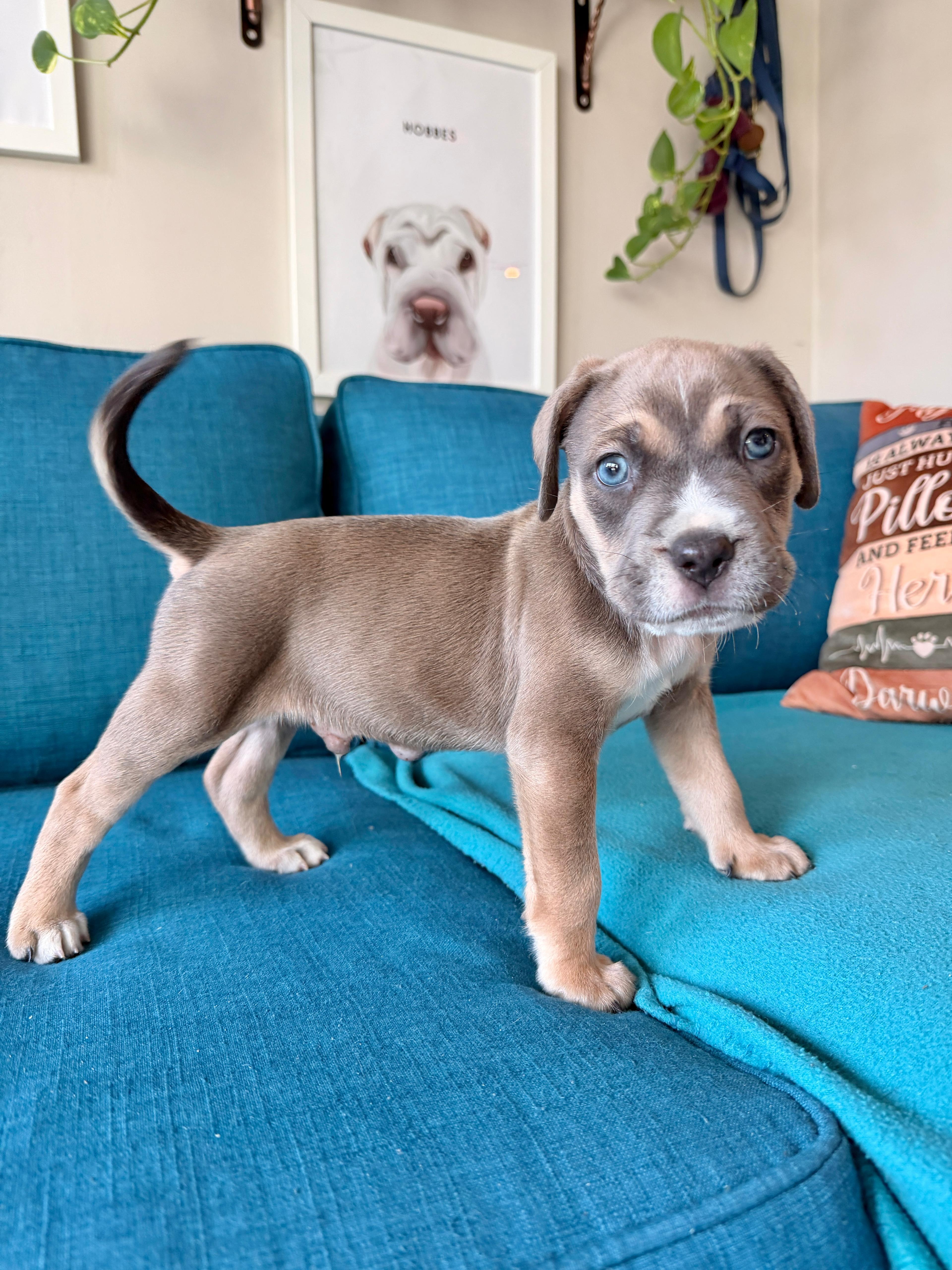 Enlarge Flynn, a Adoptable mixed breed in Melbourne , FL image 1/5