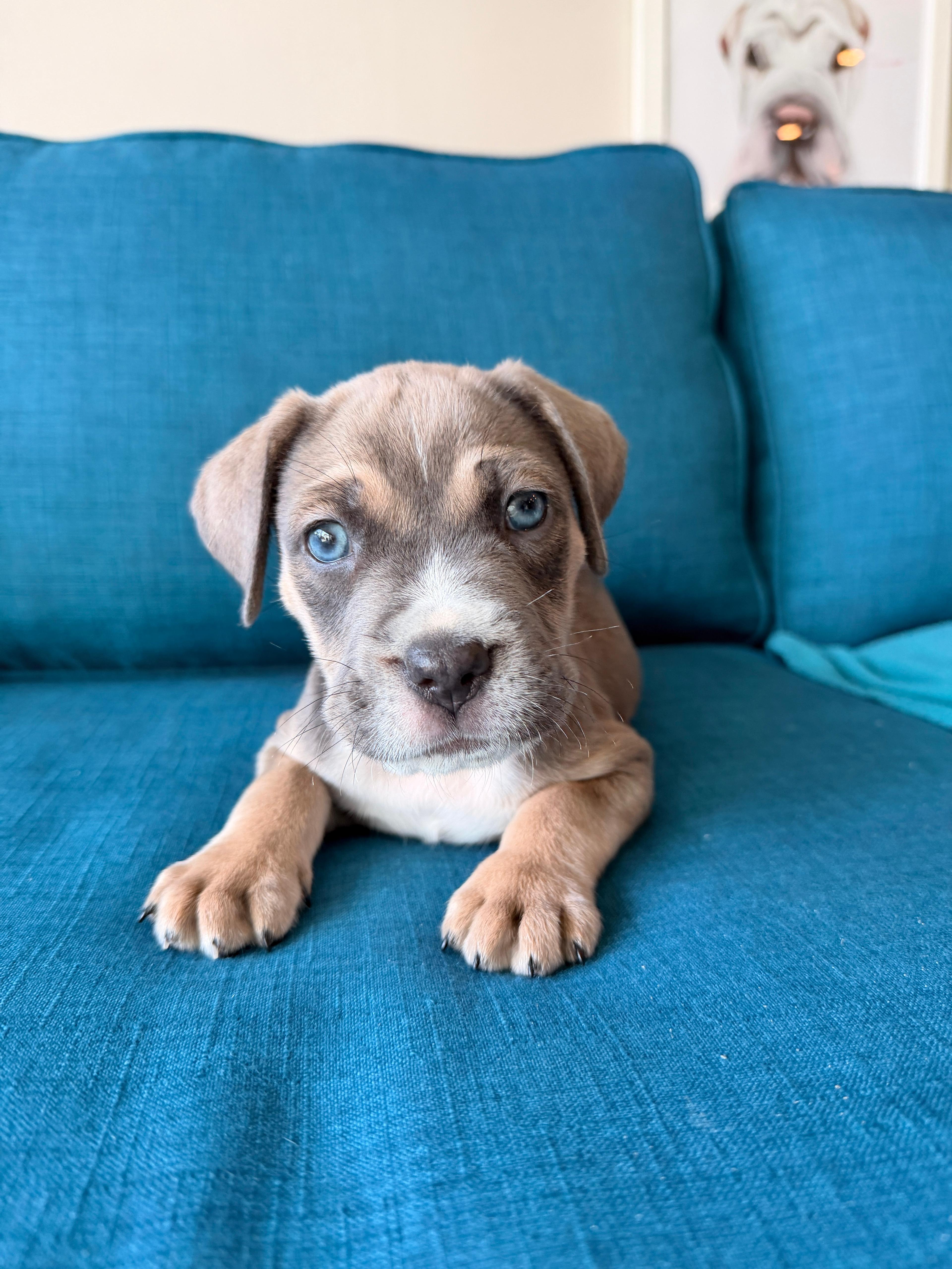 Enlarge Flynn, a Adoptable mixed breed in Melbourne , FL image 3/5