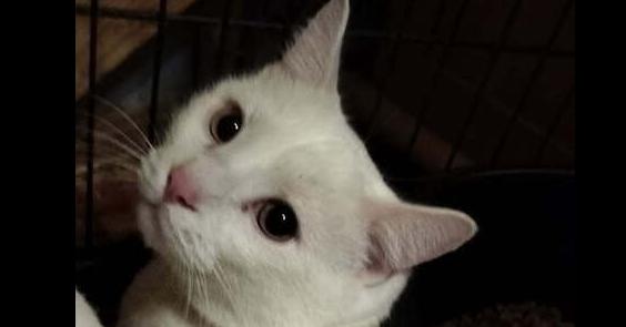 Enlarge Sphinx, a Adoptable Domestic Short Hair in Boone, CO image 1/1