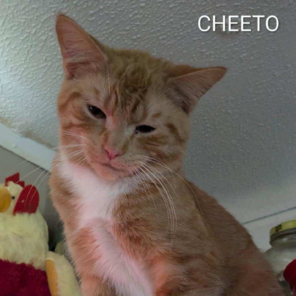 Enlarge Cheeto, a Adoptable Domestic Short Hair in Corydon, IN image 1/1
