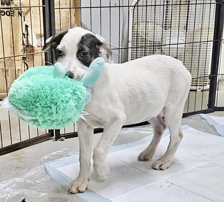 Enlarge Persy, a Adoptable mixed breed in Vancouver , WA image 2/6