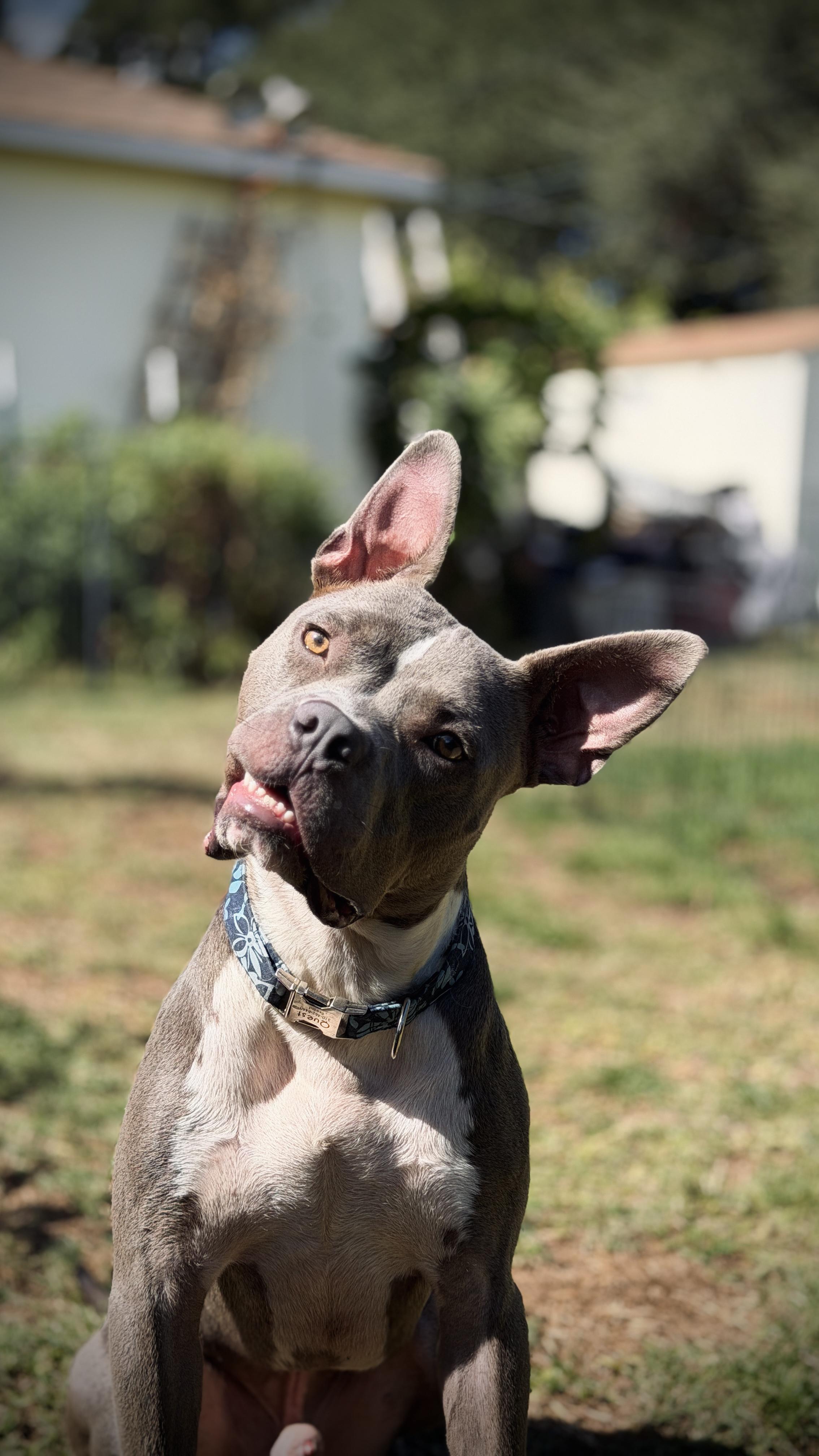 Enlarge Macaroni-ADOPT Me, a Adoptable mixed breed in Redondo Beach, CA image 6/6