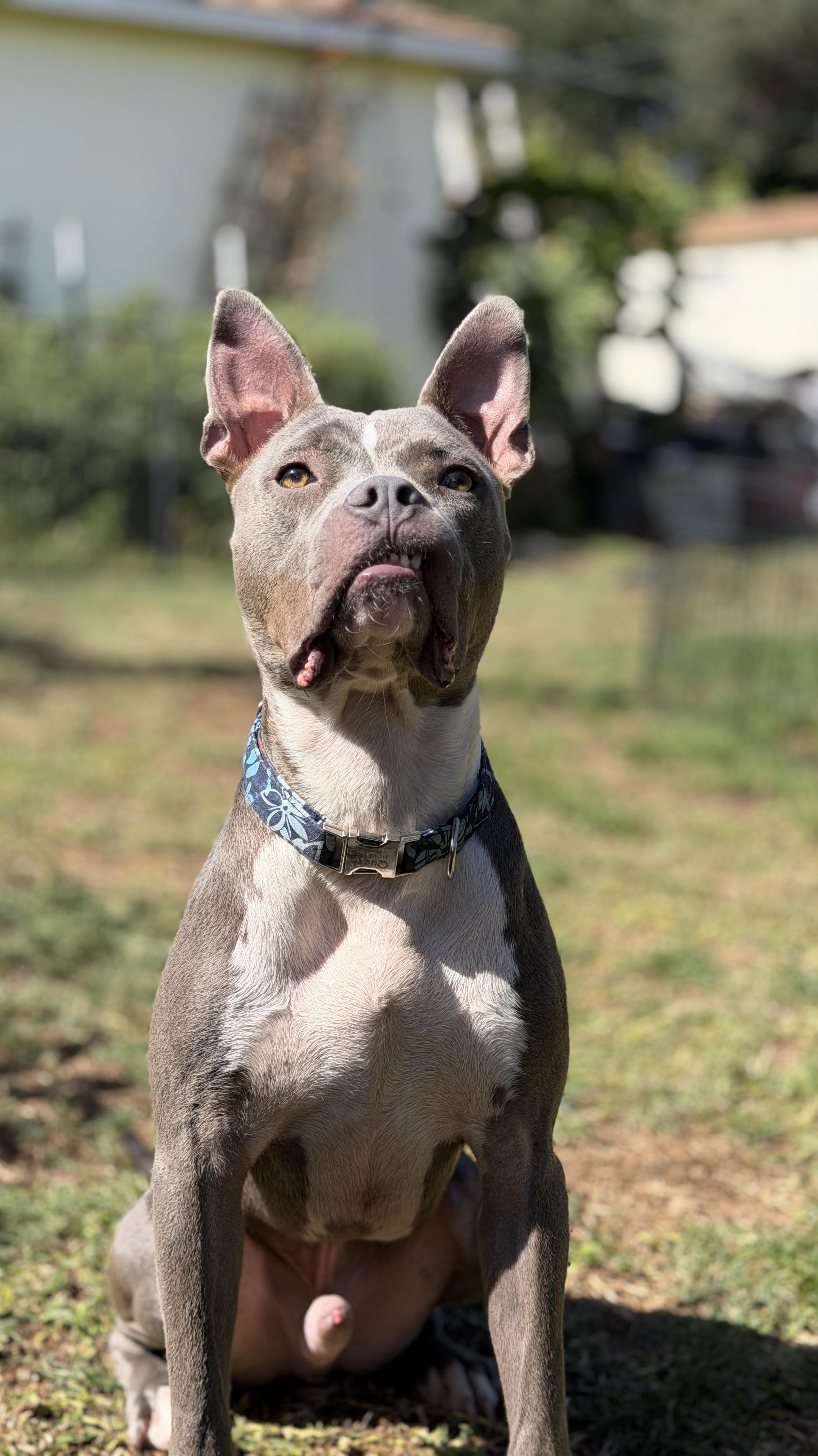 Enlarge Macaroni-ADOPT Me, a Adoptable mixed breed in Redondo Beach, CA image 1/6