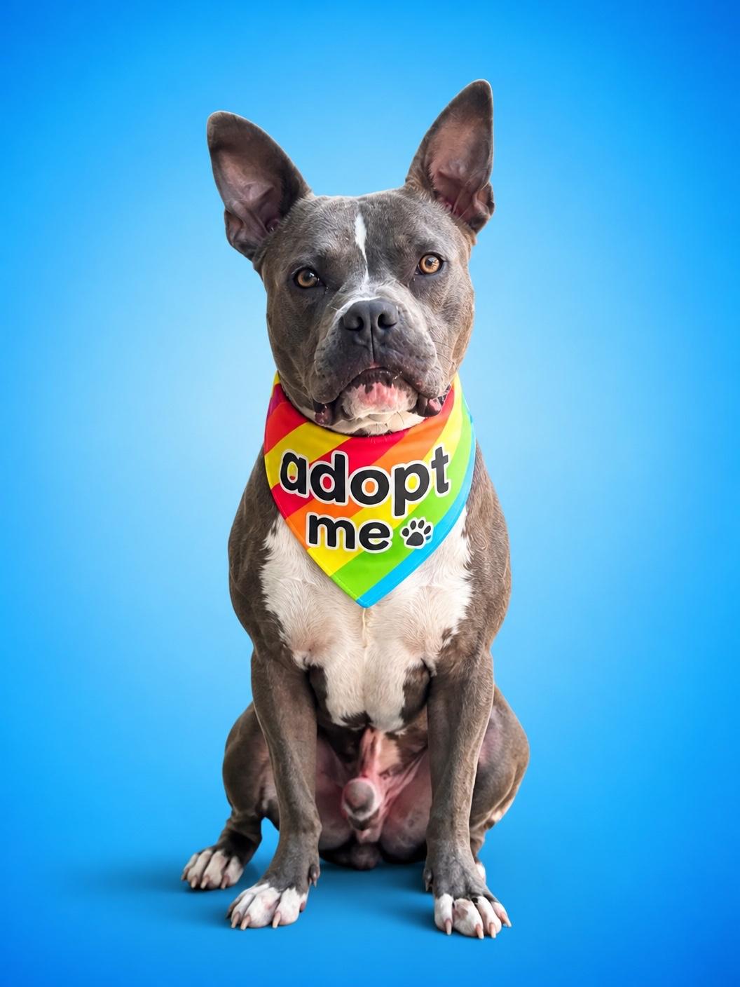 Macaroni-ADOPT Me, ADOPTABLE, Young Male Pit Bull Terrier.