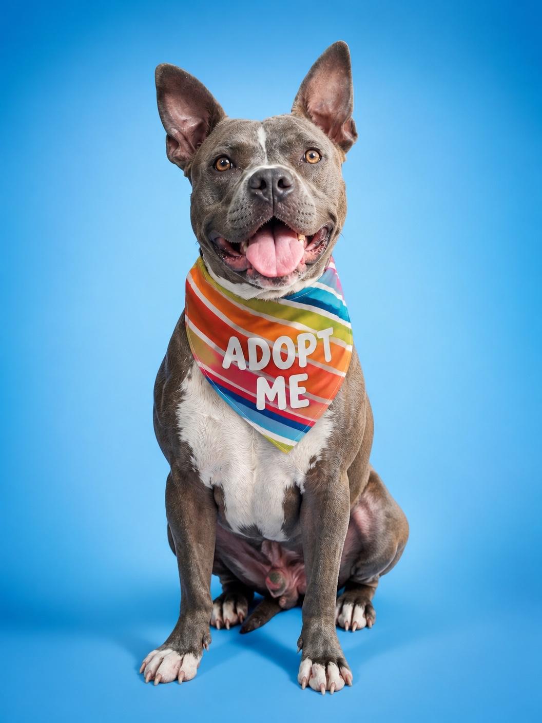 Macaroni-ADOPT Me, a ADOPTABLE mixed breed in Redondo Beach, CA image 3/6