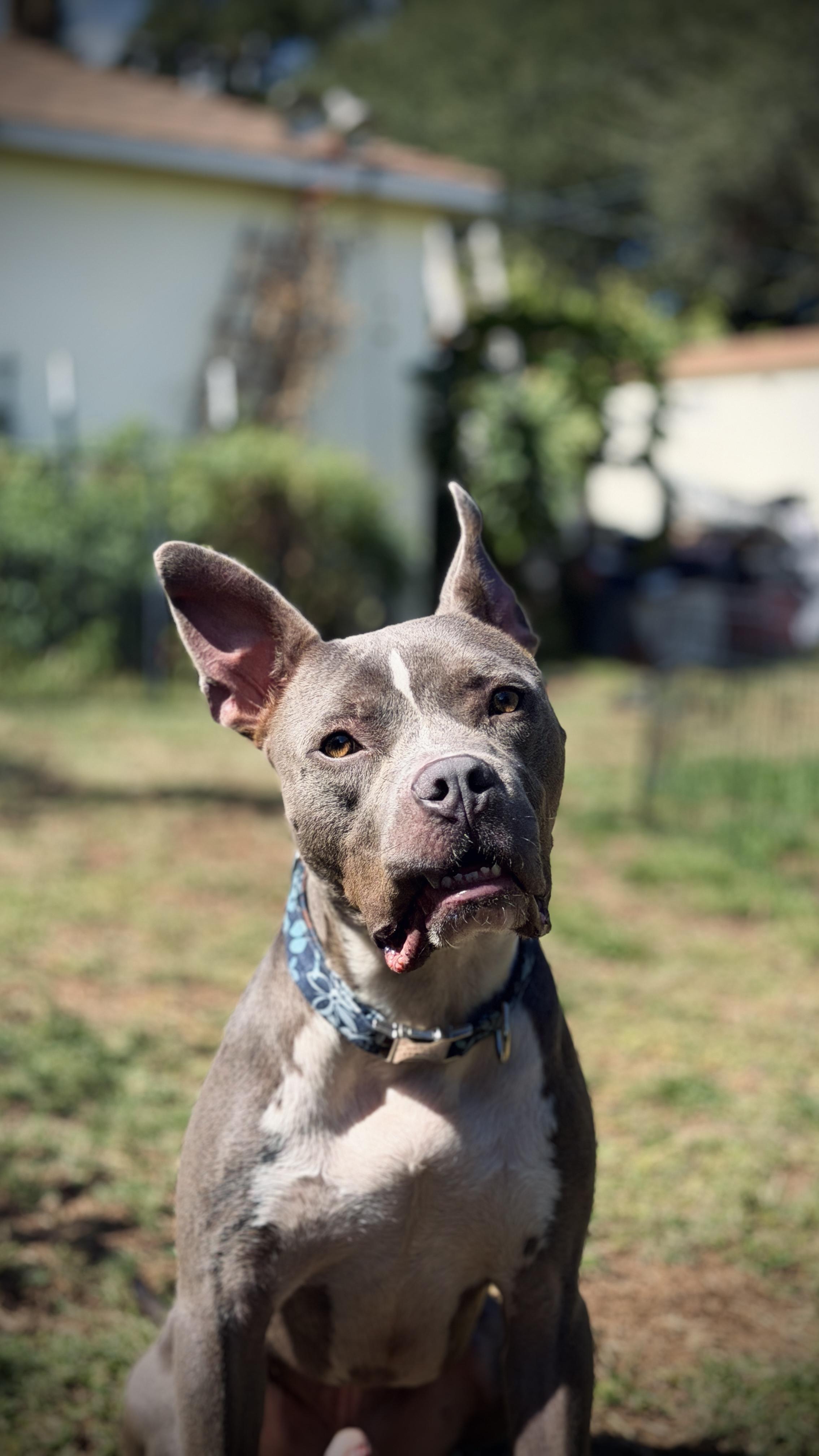 Enlarge Macaroni-ADOPT Me, a Adoptable mixed breed in Redondo Beach, CA image 5/6