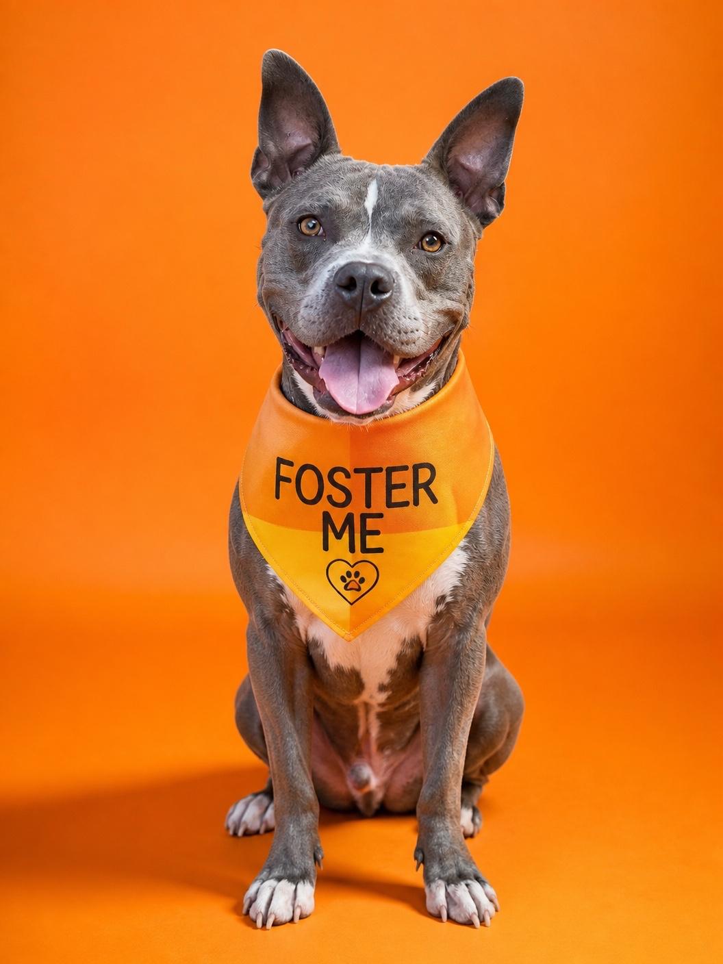 Macaroni-ADOPT Me, a ADOPTABLE mixed breed in Redondo Beach, CA image 6/6