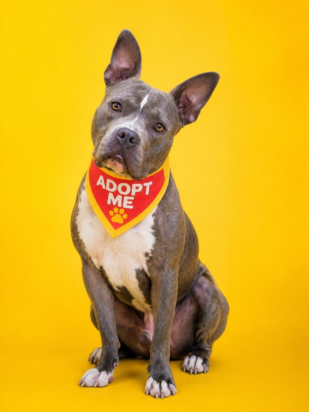 Macaroni-ADOPT Me, a ADOPTABLE mixed breed in Redondo Beach, CA image 4/6