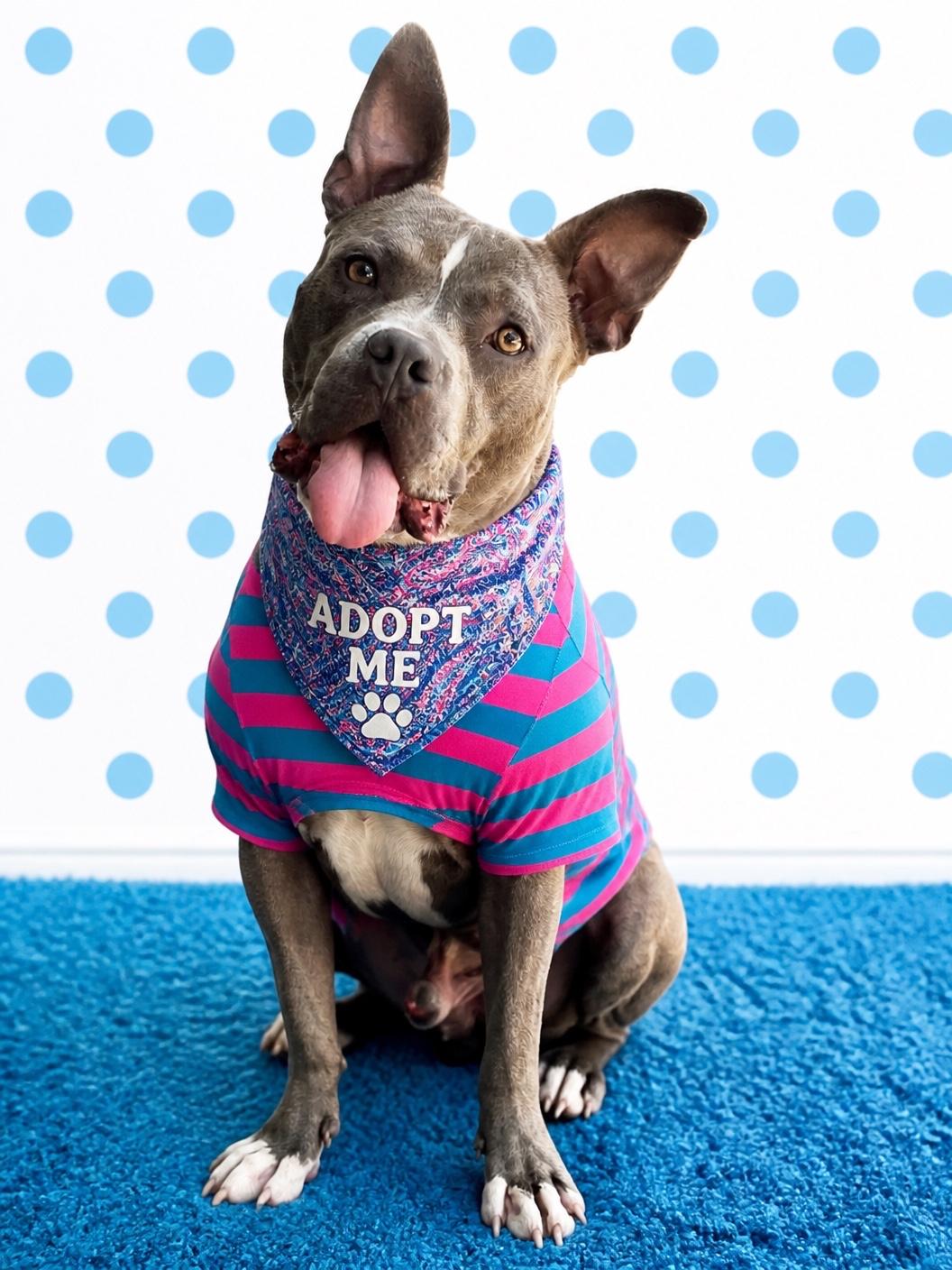 Macaroni-ADOPT Me, a ADOPTABLE mixed breed in Redondo Beach, CA image 5/6