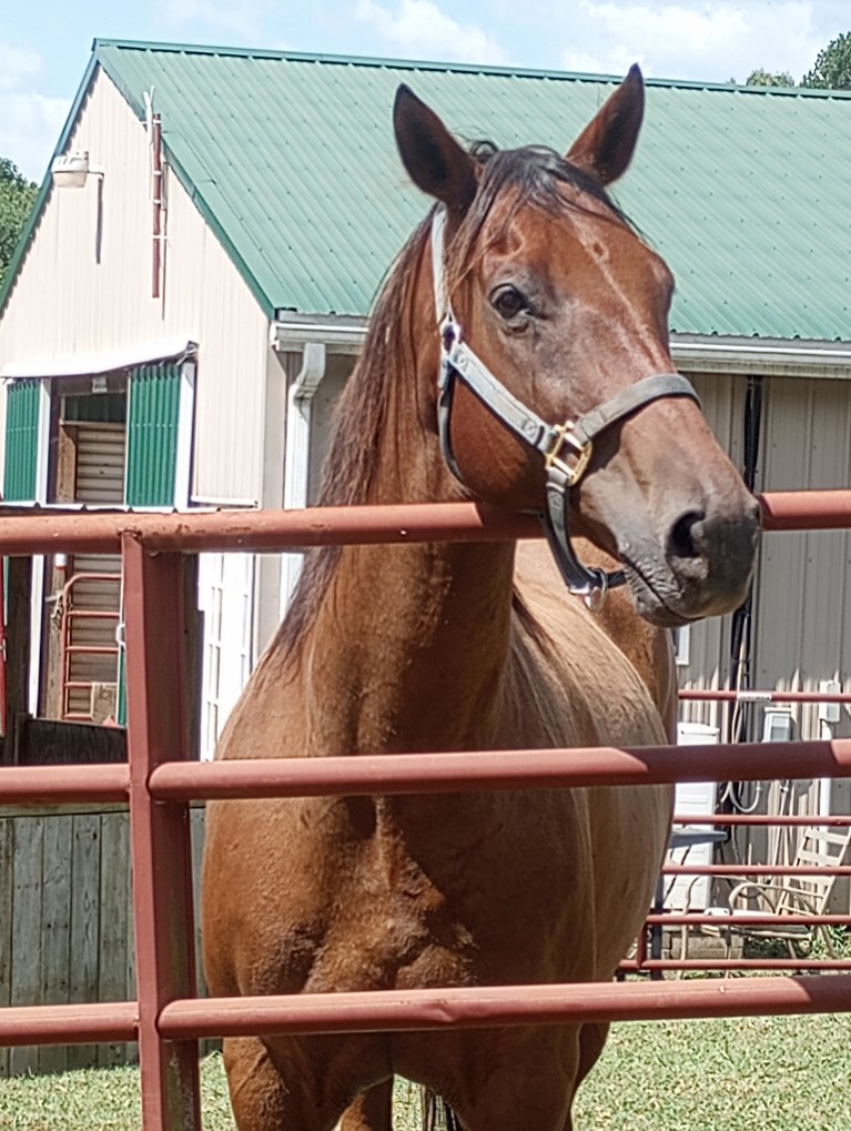 Enlarge Fernando 10 YO Appendix - 4-2-24 In Training, a Adopted mixed breed in Hardy, VA image 1/2
