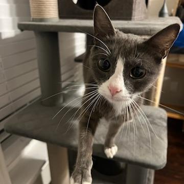 Jazz, Adoptable, Young Female Domestic Short Hair.