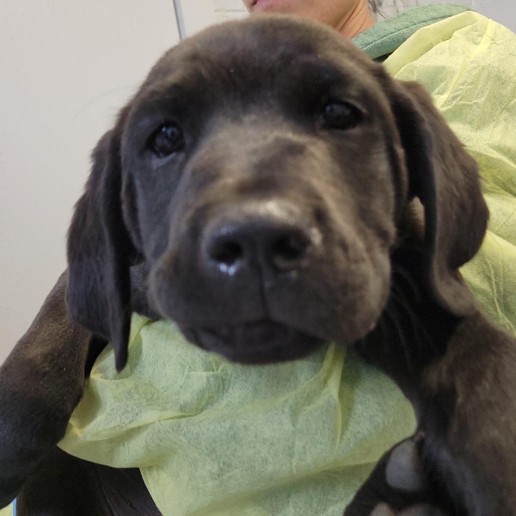Egret, Adoptable, Puppy Male Labrador Retriever & Mastiff.