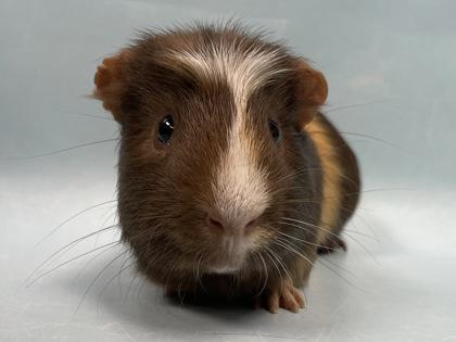 Puck, Adoptable, Adult Male Guinea Pig.