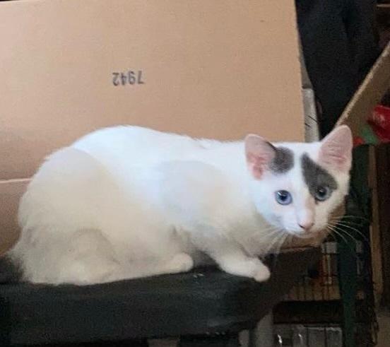 Enlarge Snowball, a Adoptable mixed breed in Brandon, FL image 1/4