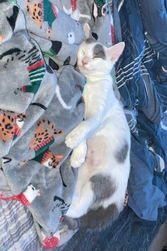 Enlarge Snowball, a Adoptable mixed breed in Brandon, FL image 2/4