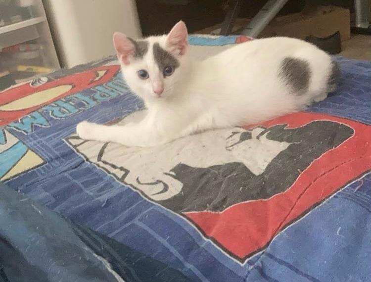 Enlarge Snowball, a Adoptable mixed breed in Brandon, FL image 3/4