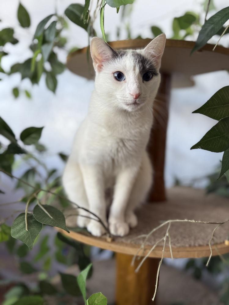 Enlarge Snowball, a Adoptable mixed breed in Brandon, FL image 4/4