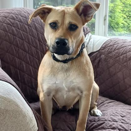 Corra+, Adoptable, Young Female Mixed Breed & Mixed Breed.