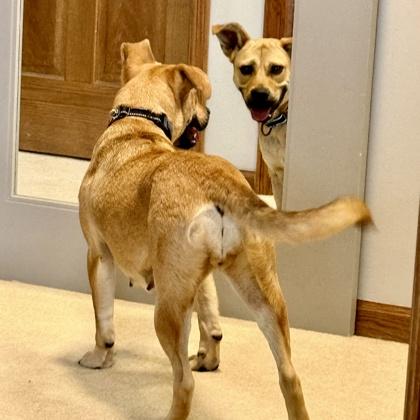 Corra+, a Adoptable mixed breed in Elk Grove Village, IL image 2/3