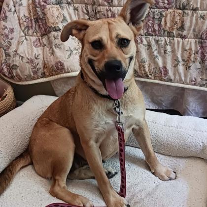 Corra+, a Adoptable mixed breed in Elk Grove Village, IL image 3/3