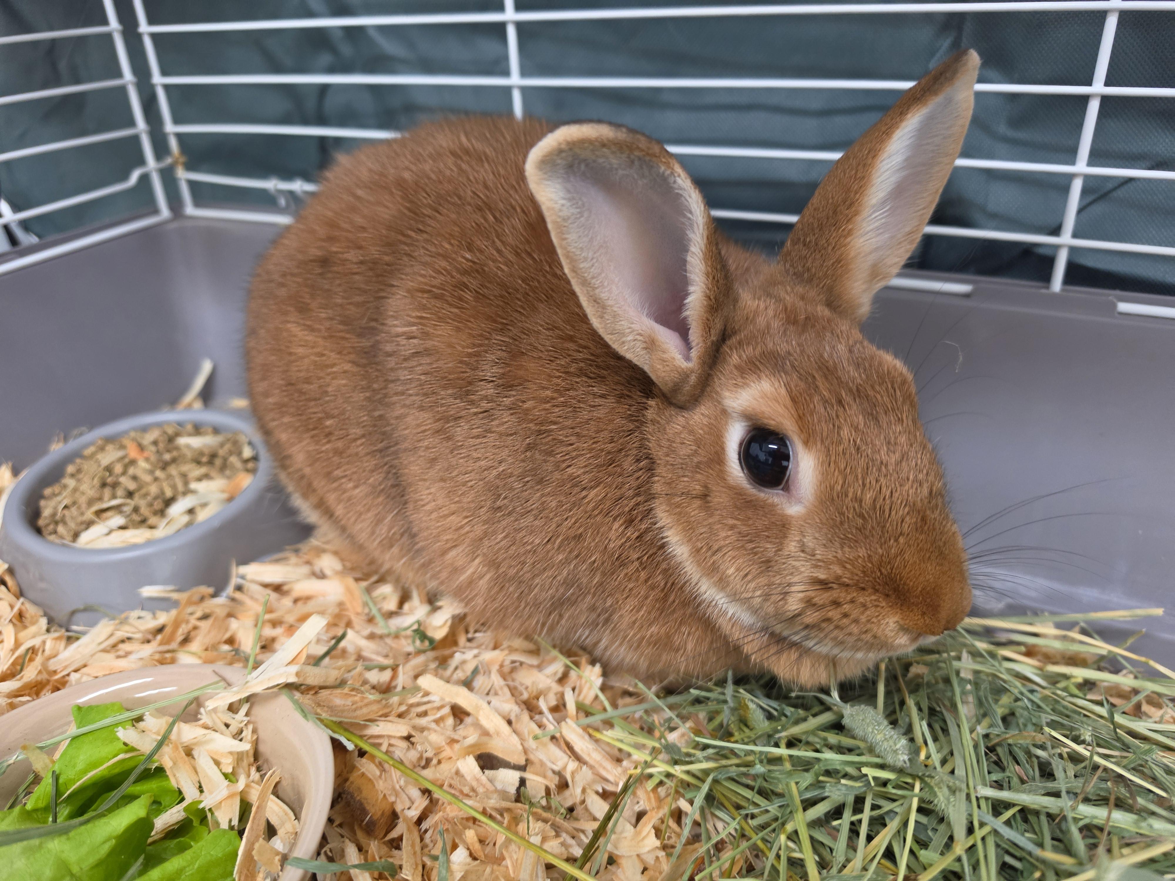 Enlarge Hopper, a Adopted American in Danville, VA image 1/1