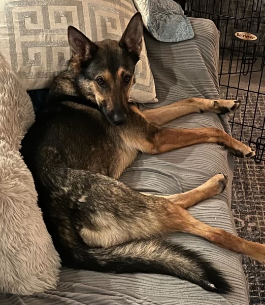 Crackers, a Adoptable German Shepherd Dog in Hayward, CA image 1/6