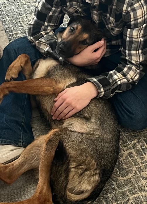 Crackers, a Adoptable German Shepherd Dog in Hayward, CA image 2/6