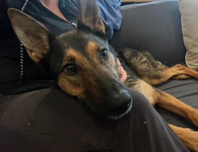 Crackers, a Adoptable German Shepherd Dog in Hayward, CA image 3/6